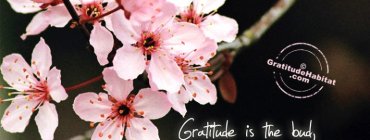 Pratiquer la gratitude : jour 2
